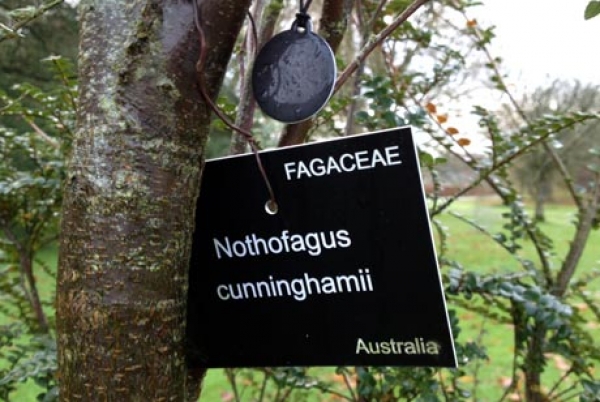 Alcuni dei Tag NFC venogno inchiodati alla corteccia degli alberi